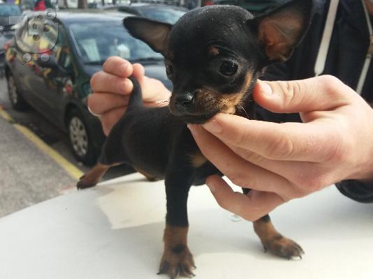 PoulaTo: Pinscher teacup