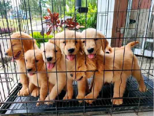 PoulaTo: ωλούνται κουτάβια Golden Retriever