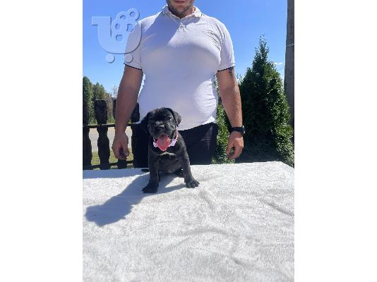 Cane Corso κουτάβια