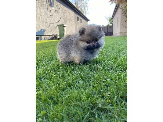 PoulaTo: Pomeranian Spitz κουτάβια