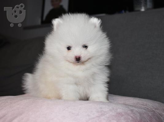 Πανέμορφα καθαρά λευκά Pomeranian κουτάβια