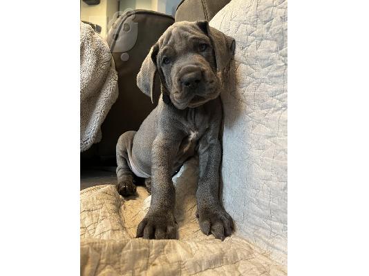 PoulaTo: Κουτάβια Great Dane