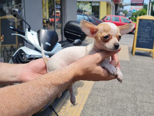 PoulaTo: Chihuahua mini