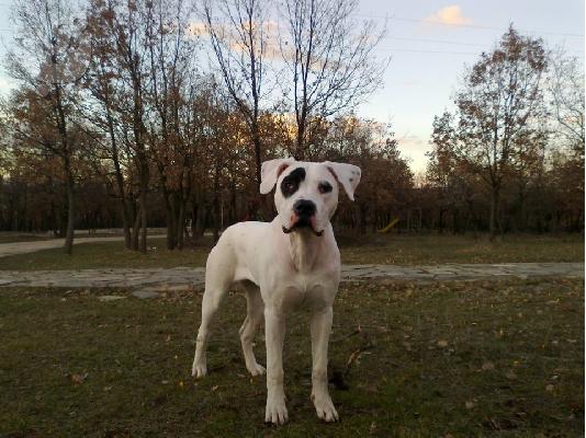Dogo Argentino Θηλυκο 2 μηνων εμβολιασμενο.