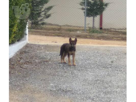 Γερμανικός Ποιμενικός