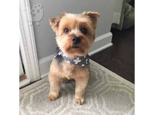 AKC Yorkshire Terrier Puppy