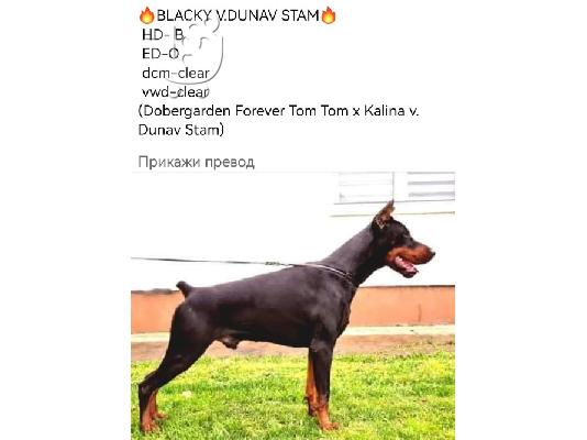 Ντόμπερμαν κουτάβια