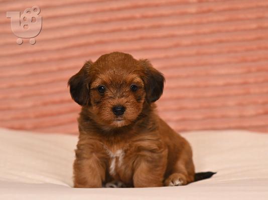 PoulaTo: Havanese Bichon κουτάβια