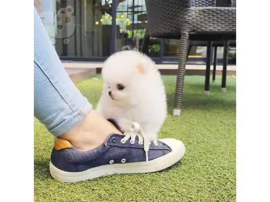 PoulaTo: Πωλείται λευκό κουτάβι Pomeranian