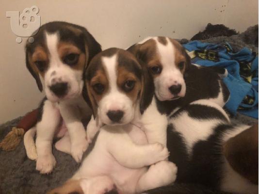 PoulaTo: Beagle κουτάβια διαθέσιμα προς πώληση