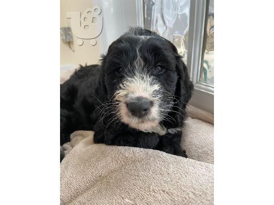 F2 Cockapoo κουτάβια προς πώληση στο Loving Forever Home