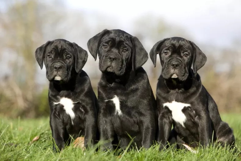 PoulaTo: Cane corso - Kάνε κόρσο