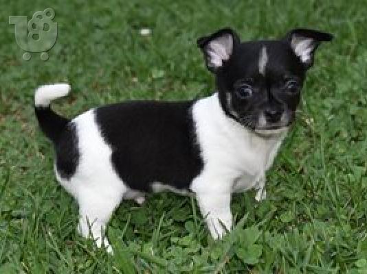 Καταπληκτικό chihuahua