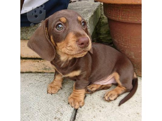 Κουτάβια Dachshund