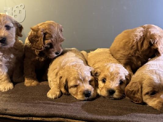 PoulaTo: Κουτάβια Maltipoo