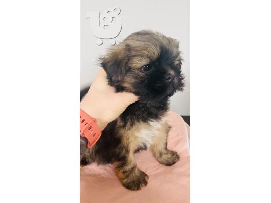 Κουτάβια Lhasa Apso