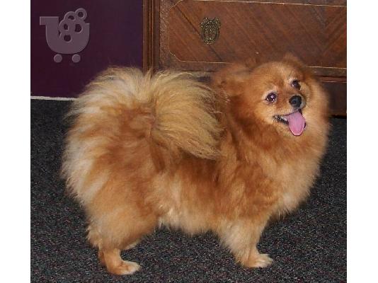 PoulaTo: κουτάβια Pomeranian