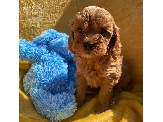 Το υπέροχο cavapoo μας είχε ένα σκουπίδι από 6 κόκκινα κουτάβια...