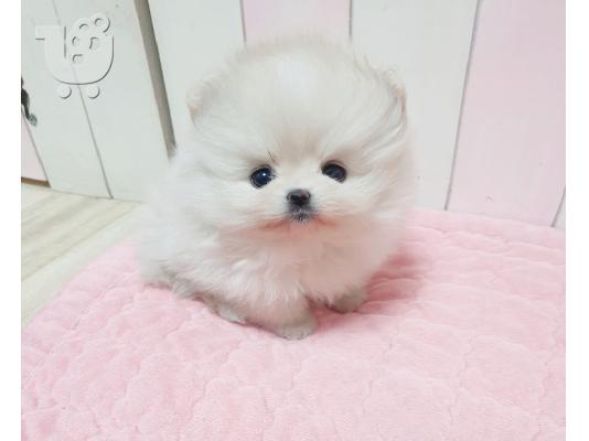 PoulaTo: Pomeranian κουτάβια