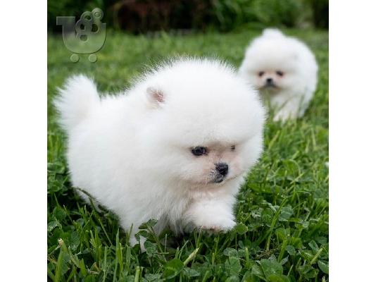 PoulaTo: Γλυκά κουτάβια Pomeranian