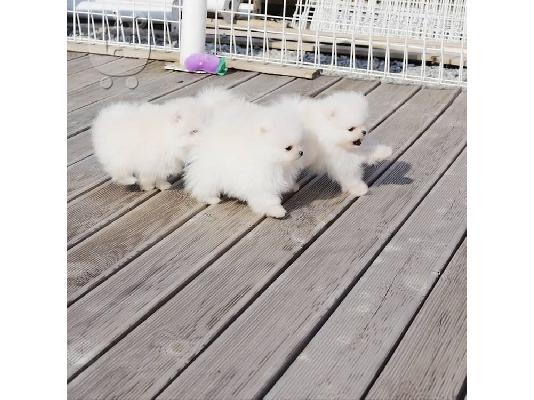 PoulaTo: Καταπληκτικά κουτάβια Pomeranian!