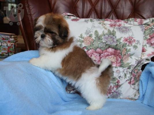 PoulaTo: Ποιότητα Bred οικογένεια Rasied Shih Tzu προς πώληση