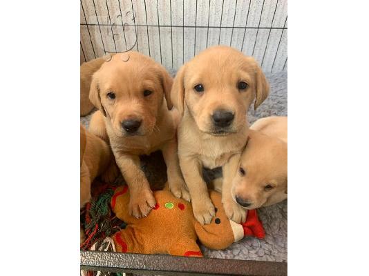 PoulaTo: Κουτάβια Labrador retriever