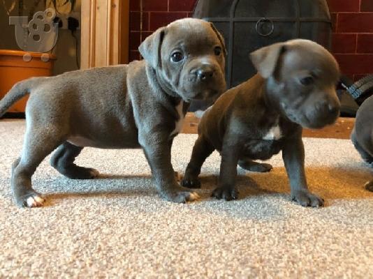 PoulaTo: Κουτάβια Staffordshire Bull Terrier ..