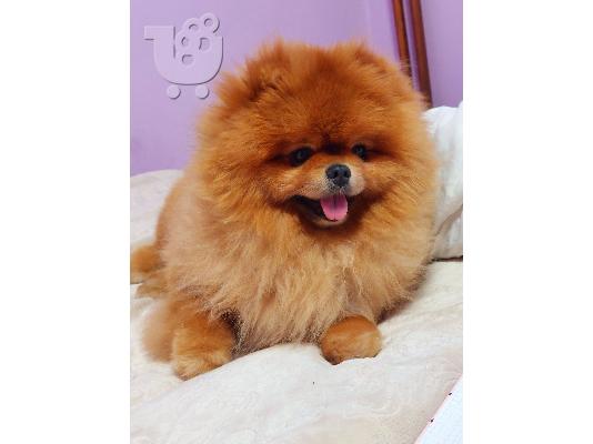 Pomeranian Spitz Κορυφαία Ποιότητα