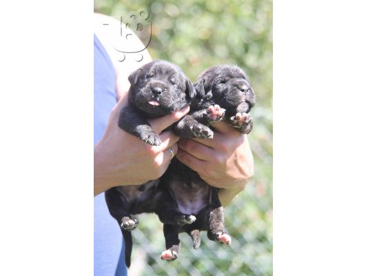 Cane Corso κουτάβια