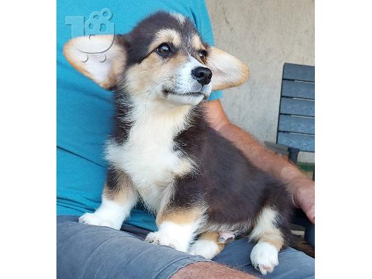 Pembroke Welsh Corgi κουτάβια