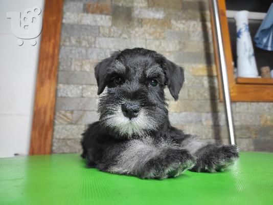Μινιατούρα Schnauzer ΟΜΟΡΦΑ κουταβάκια