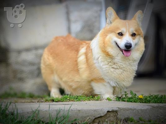 Κουτάβια Welsh Corgi Pembroke