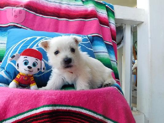 PoulaTo: Κουτάβια West Highland Terrier