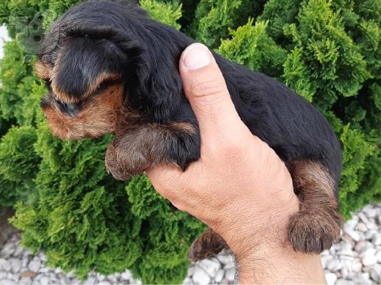 Κουτάβια Toy Yorkie