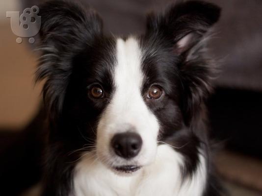 PoulaTo: border collie