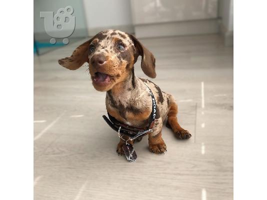 Dachshund Pups