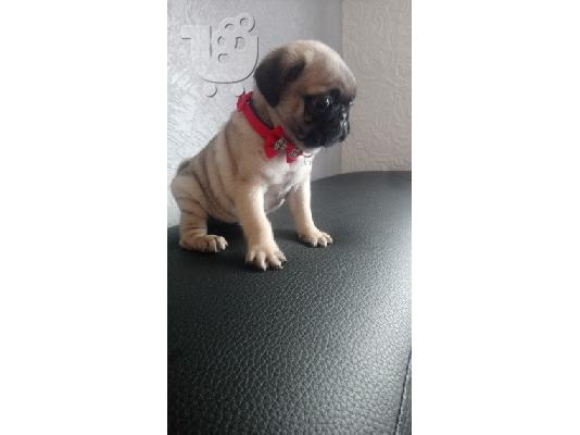 PoulaTo: Διαθέσιμα κουτάβια PUG