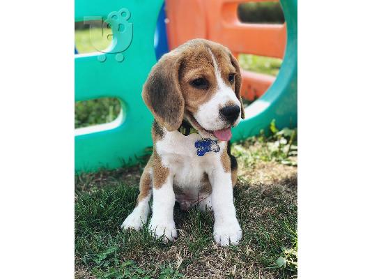 PoulaTo: Πώληση κουτάβια Nice Beagle.