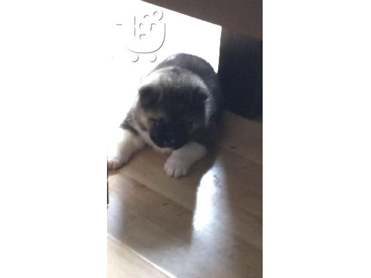 Εκπληκτική αμερικανική Akita Διαθέσιμη