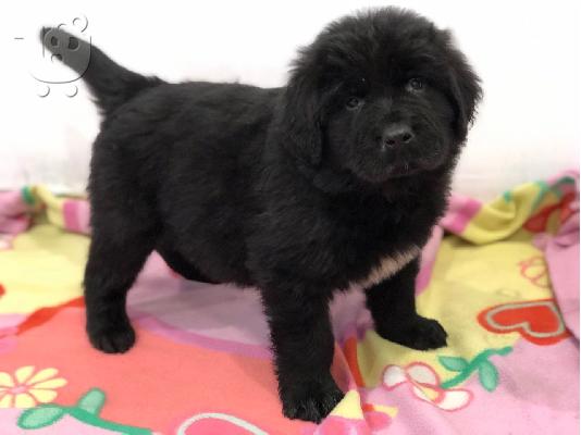 PoulaTo: Newfoundland Puppies Υγείας Δοκιμασμένους Γονείς