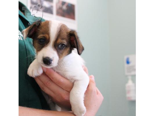 PoulaTo: Jack russell