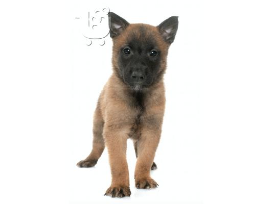 PoulaTo: Malinois – Μαλινουά