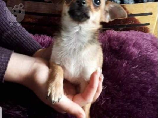 Kc Εγγεγραμμένος Chihuahua Dog