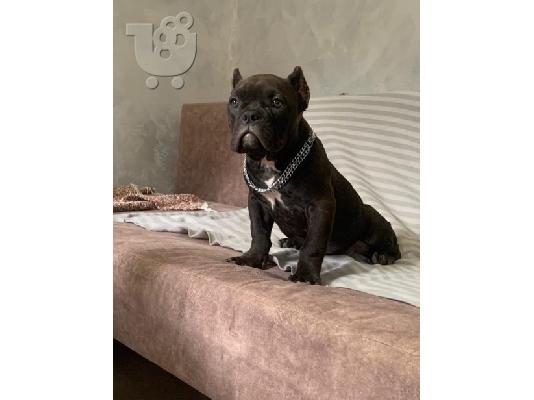 American Bully Exotic Micro κουτάβια