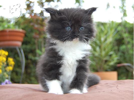 Διαθέσιμο Maine Coon γατάκια