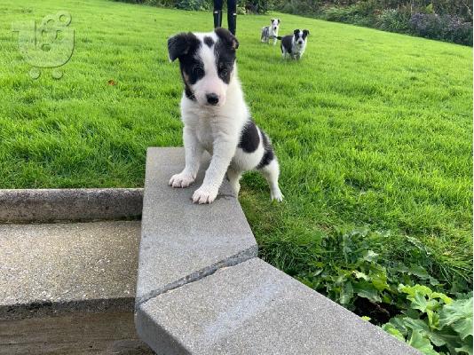 Κουτάβια Border Collie