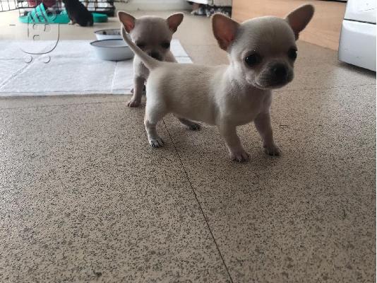 Chihuahua σκυλιά και κουτάβια προς πώληση
