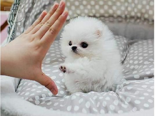 PoulaTo: Σπιτς μινι / pomeranian mini