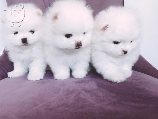 PoulaTo: Γλυκά κουτάβια Pomeranian